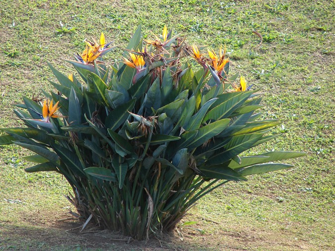 strelitzia-reginae-5