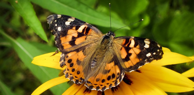 Adirondack-Butterflies-Painted-Lady-Vanessa-cardui-19-July-2012-91