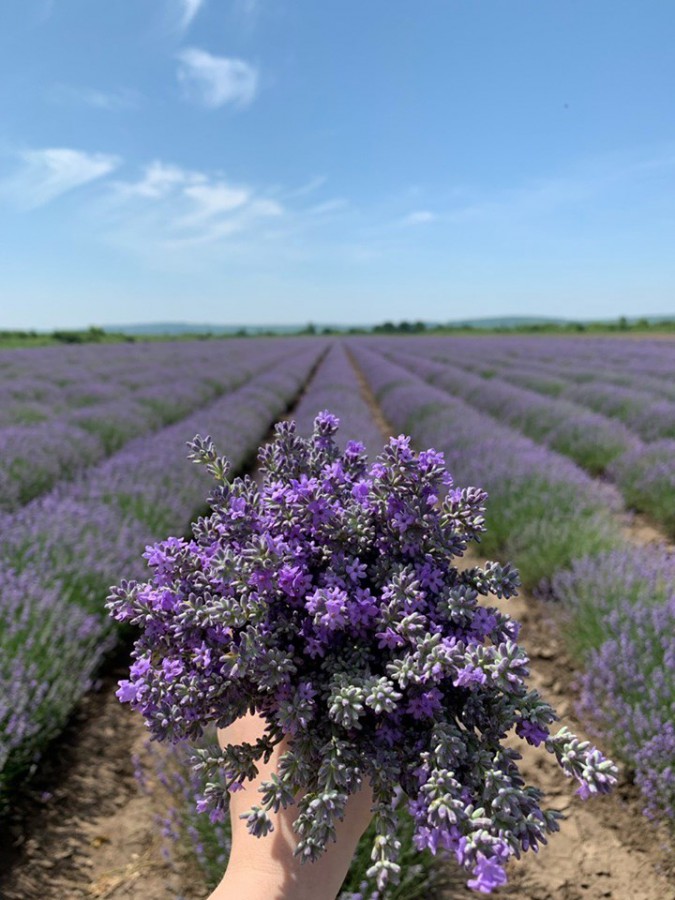 lavanda